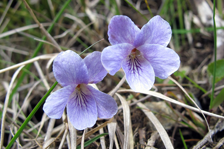 Hunds-Veilchen (Viola canina s.l.)