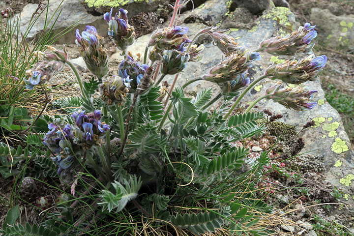 Samtiger Haller-Spitzkiel (Oxytropis halleri subsp. velutina)