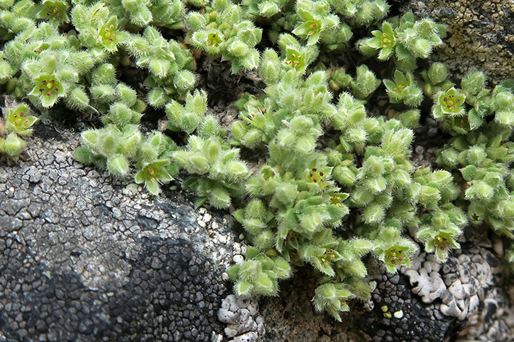 Alpen-Bruchkraut (Herniaria alpina)